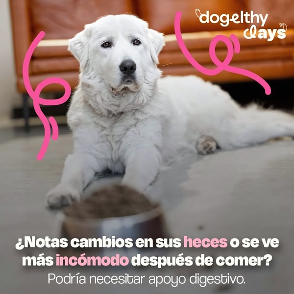 A high-contrast, empathy-driven ad featuring a dog looking at its food bowl, highlighting common digestive discomfort symptoms.